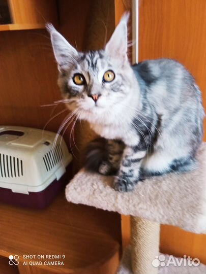 Котята Мейн кун, девочка