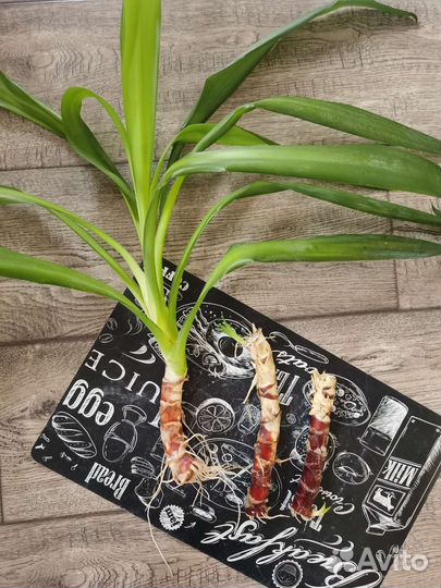 Юкка черенки