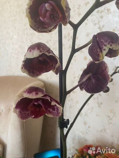 Орхидея фаленопсис