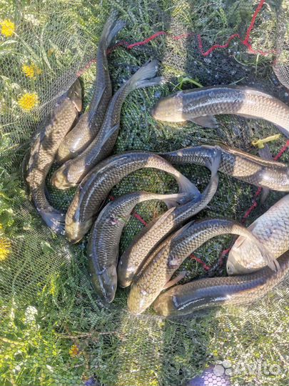 Живая рыба в пруды, озёра