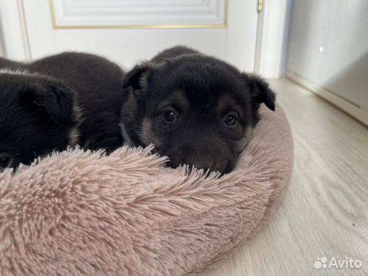 Щенок маленькой собаки