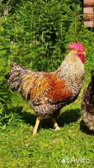 Инкубационное яйцо