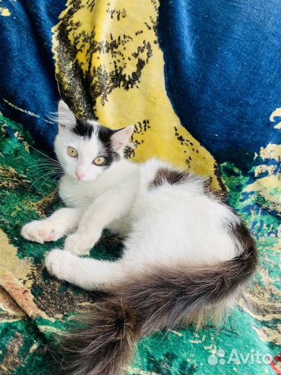 Кошка Алиса