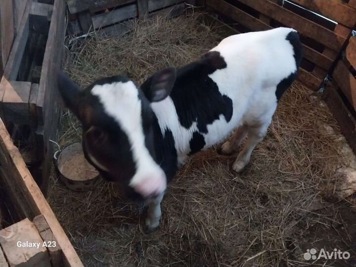 Телята бычки