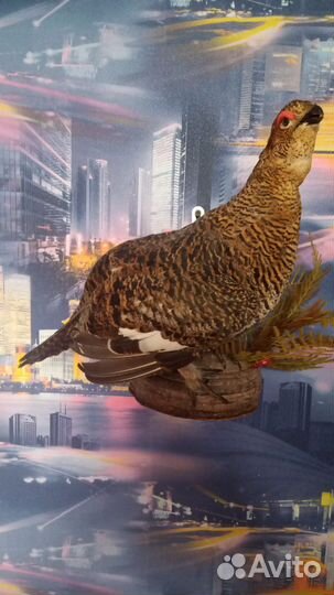 Продам новые чучела птиц