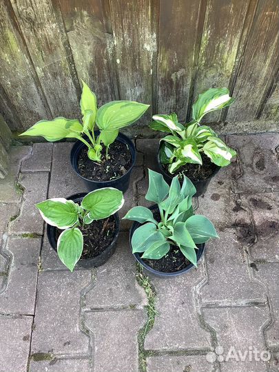 Флокс. Гейхера. Лилейник. Ромашка. Хоста