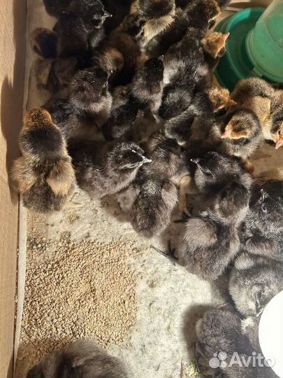 Цыплята суточные ухейилюй