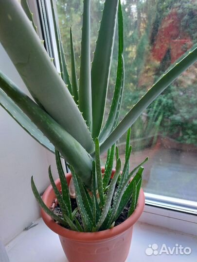 Комнатные цветы алоэ