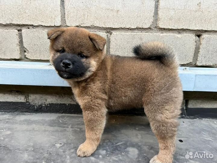 Щенки сиба ину