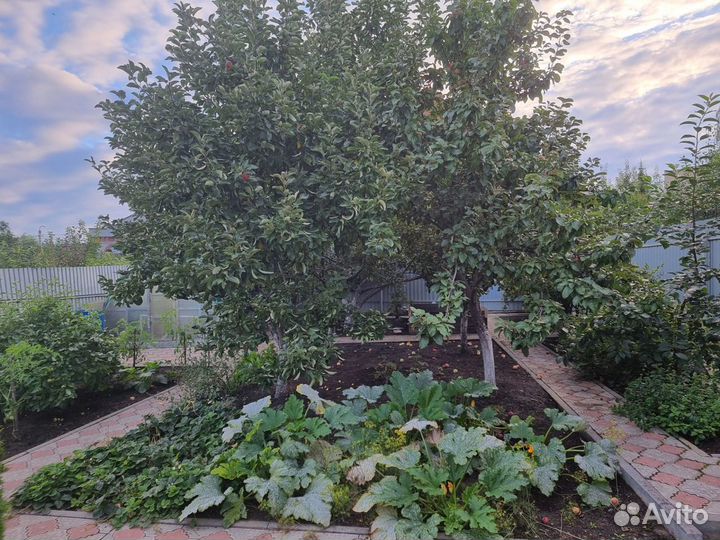 Яблоки сушеные домашние