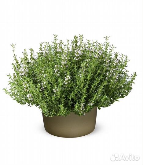 Тимьян, розмарин, сельдерей рассада