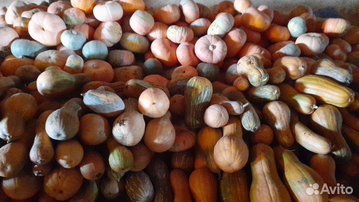 Тыква сорт Гитара