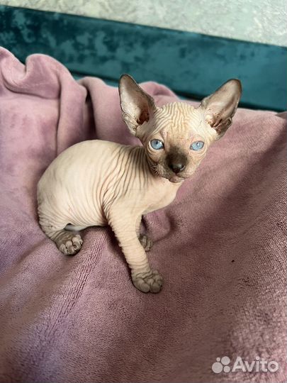 Канадский сфинкс