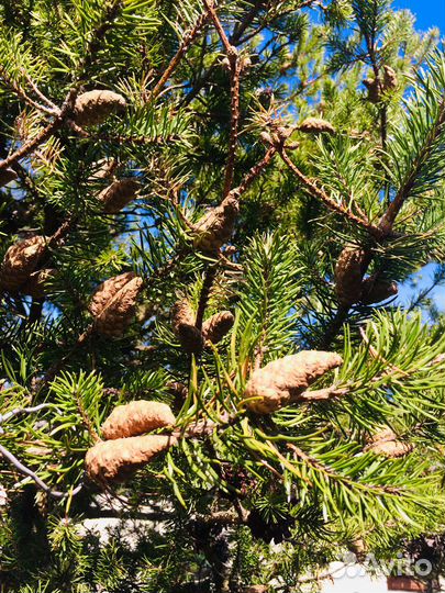 Бонсай сосна до 2,8 м