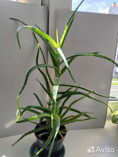 Комнатные растения