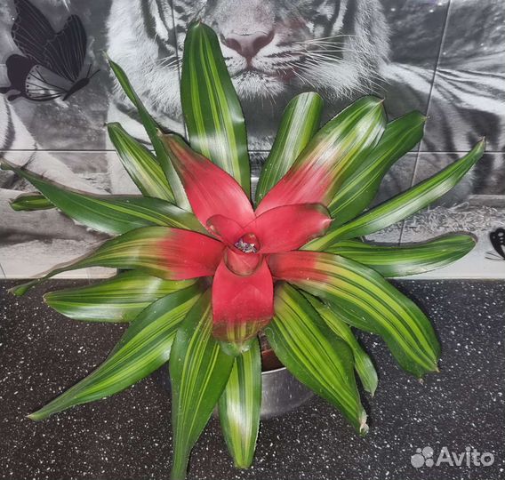 Сингониумы, фикусы, др.домашних комнатных растения