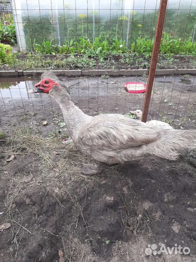 Мускусные утки