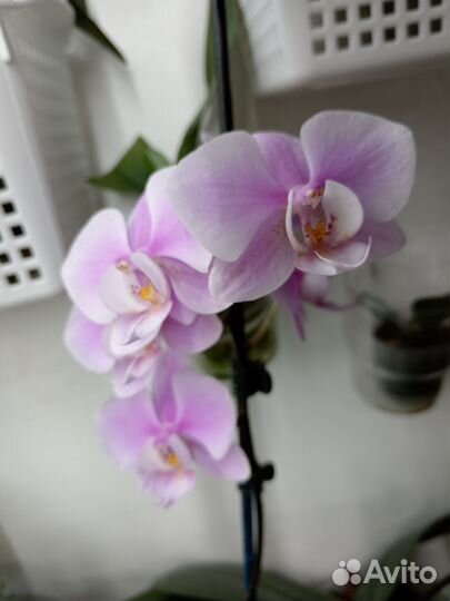 Орхидея фаленопсис