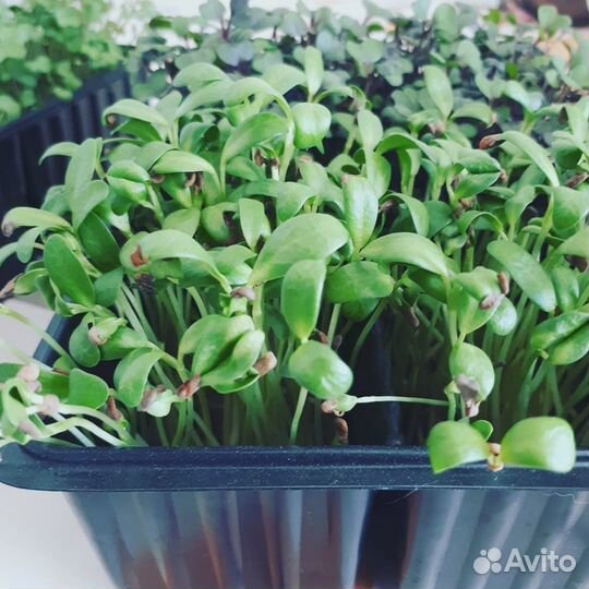 Микрозелень