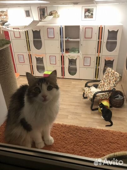 Гостиница для кошек. Котоняня. Груминг