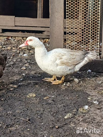 Индоутки тяжелой линии