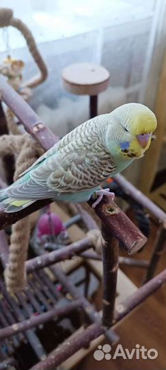 Волнистый попугай