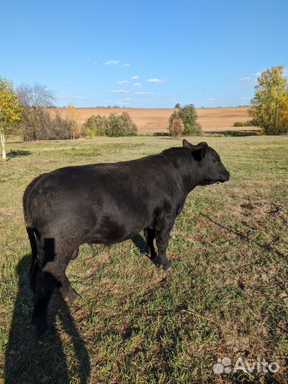 Абердин ангус телки