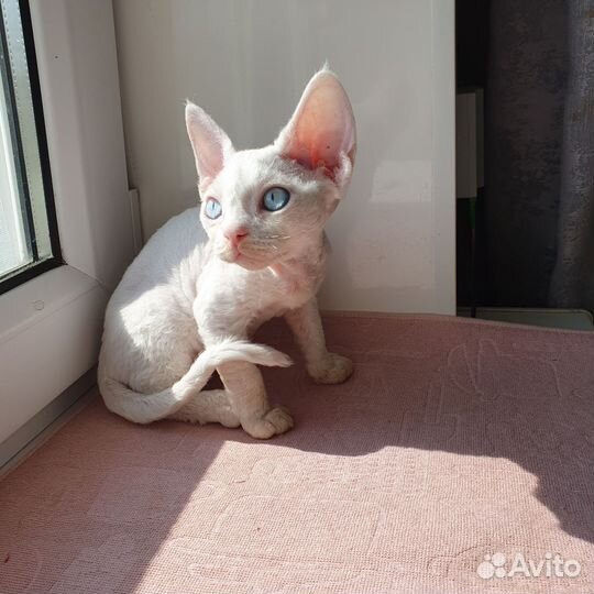 Котята девон-рекс