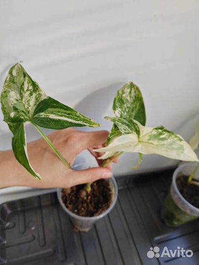 Сингониум imperial вайт, Калатея Лубберса