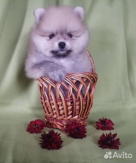 Щенки Немецкий малый шпиц