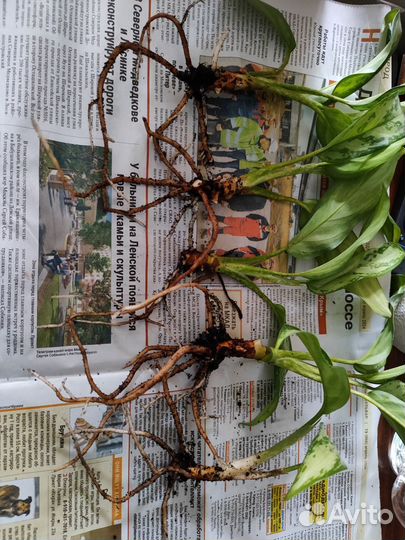 Домашние растения цветы