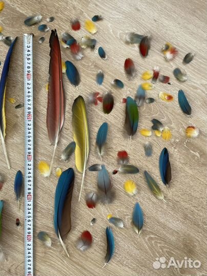 Перья крупного попугая. Лот #