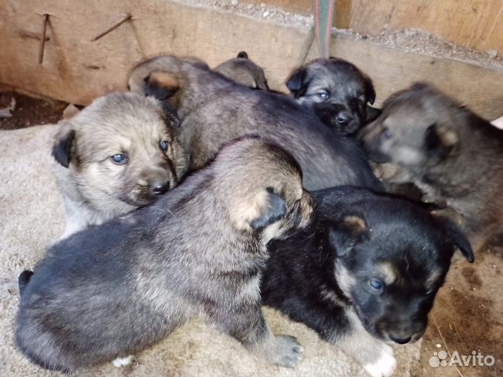 Щенята