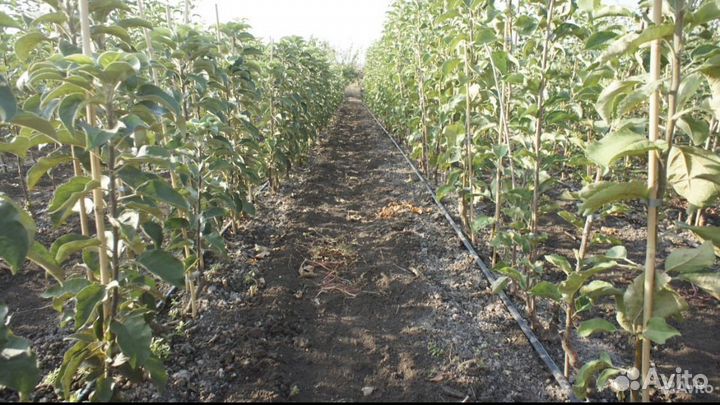 Саженцы Яблоня Черешня Груша