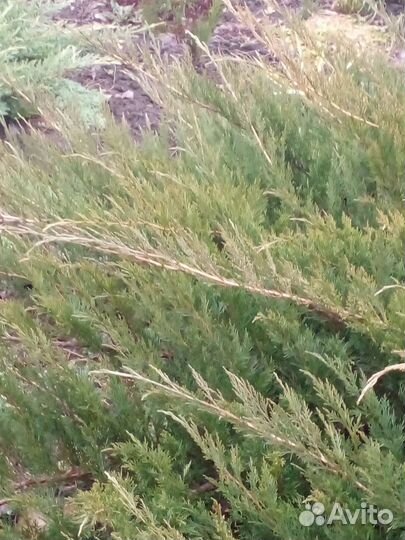 Можжевельник горизонтальный