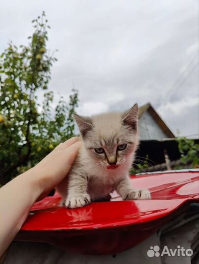 Отдам кошку