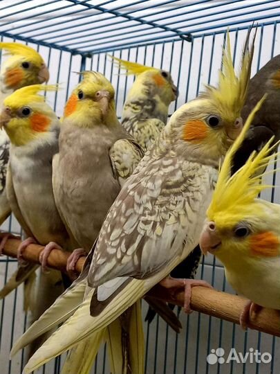 Попугай корелла птенец