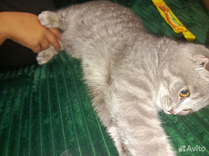 Шотландская