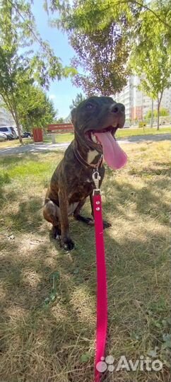 Питбуль прайтер