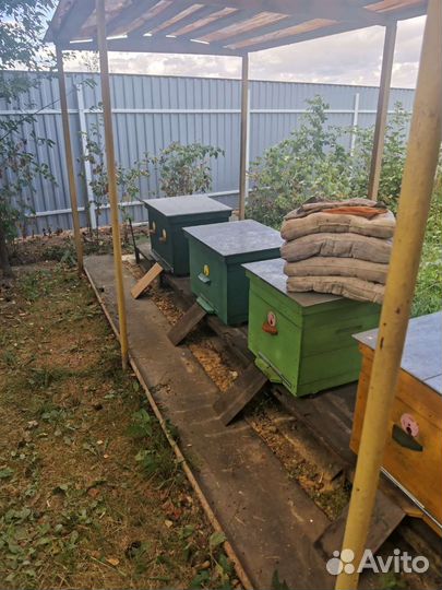 Пчелосемьи