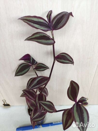 Укорененные растения 8