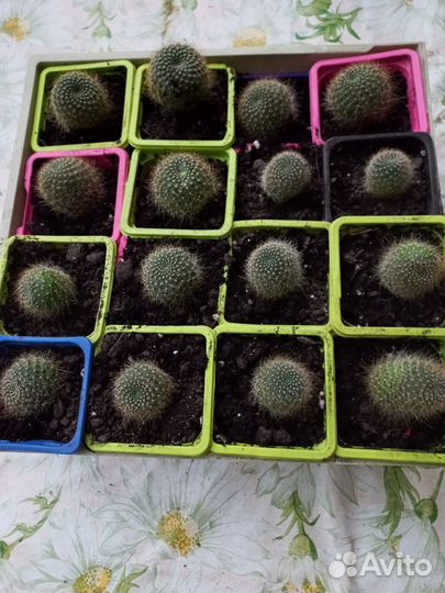 Кактус ребуция