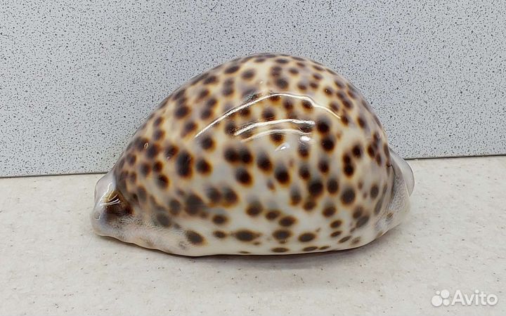 Ципрея Тигрис Каури 10,8 ракушка раковина