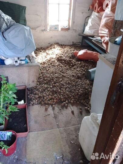 Картошка готовая на высадку или животным