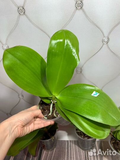 Лиодоро орхидея фаленопсис