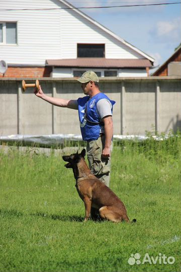 Воспитание собак