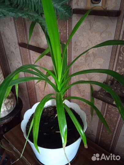 Пальма панданус