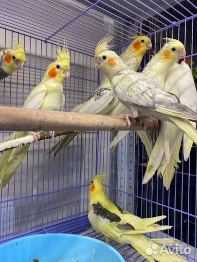 Попугай корелла