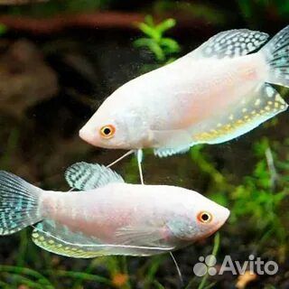 Гурами жемчужный