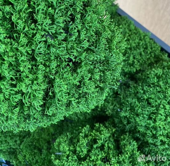 Стабилизированный мох